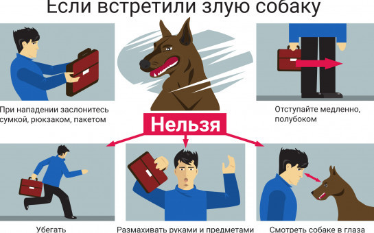 Основные правила поведения при нападении собаки